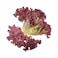 Lollo Rosso Lettuce