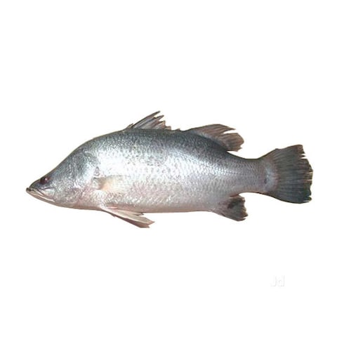 سمك أنش