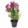 Bougainvillea 50-70 CM   Fresh Plants