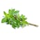 Fresh Sweet Basil