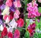 Pack of 3 Fragrant Peas Flower Seeds