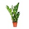 Zamioculcas zamiifolia pot size 14 cm height 65 cm