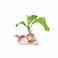 Asian Turnips