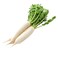 White Raddish