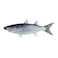Mullet Fish - Big