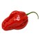 Chill Habanero Red 40g