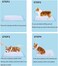Dog training pads for Indoor, Leak-proof 5-layer training pads with quick-dry surface prevents tracking, Ultra absorbent and odor eliminating, 100Pcs small Set 45 cm L (blue color)