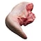 Beef Tongue