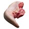 Beef Tongue