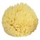 NUK NATURAL SPONGE(SMALL)