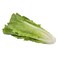 Lettuce Roman Loose 1pc