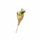 Rodesert Flower