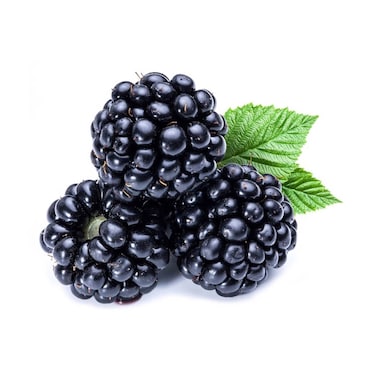 توت اسود