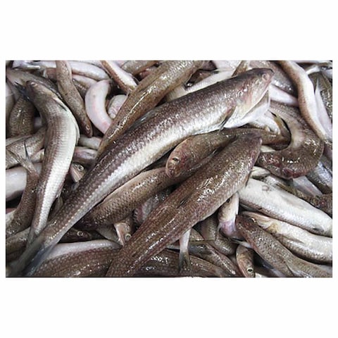 Macarona Fish Defrosted
