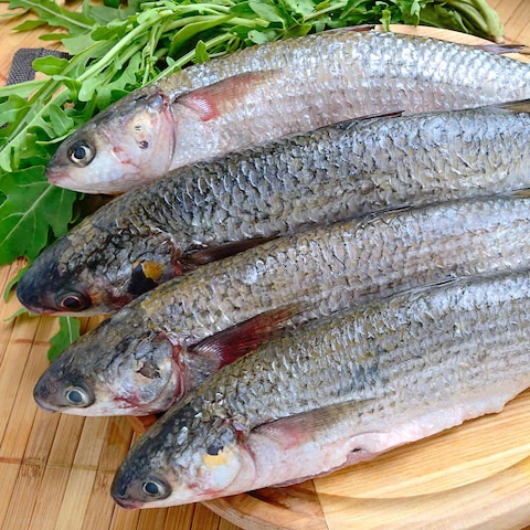 Buy Fresh Grey Mullet in Saudi Arabia