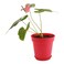 Mintra Plastic Pot With Plate 19cm x4 - Red