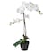 Fejka - Artificial Potted Plant, Orchid White, 12 Cm