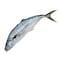 Fresh Whole King Fish