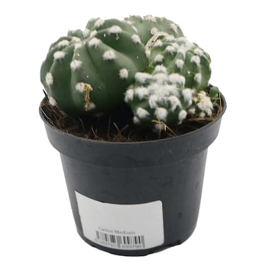 Cactus Medium