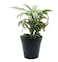 Dracaena 15cm