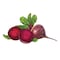 Beet Root