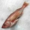Fresh Rock Cod Whole