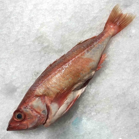 Fresh Rock Cod Whole