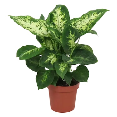 Dieffenbachia 15Cm