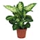 Dieffenbachia 15Cm