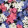 Pack of 3 Forget-Me-Not Flower Seeds