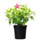 Hibiscus Plant With Pot And Soil Red/Green/Black