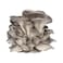 Mushroom Grey Oyster Pack