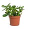 Crassula (Jade Plant) 12 CM Pot, 20 CM Height   Fresh Indoor Plants   Available in Different Varieties