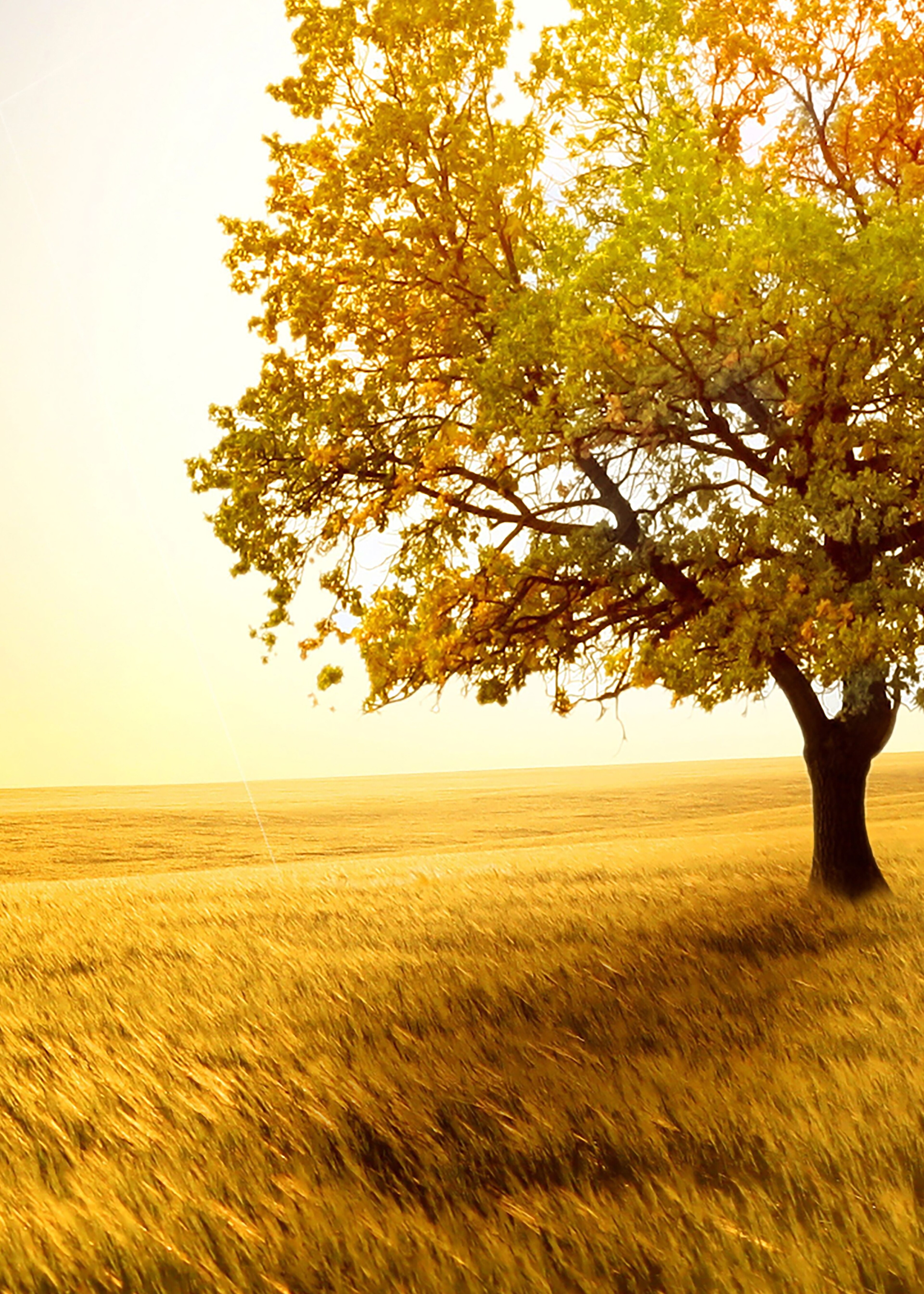 Buy Zoot The Wall Art 1-Piece Framed Canvas Dry Tree And Grass, 50X70 ...