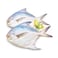 Silver Pomfret Fish