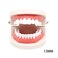 Toyvian 4 Boxes Vampire Teeth Dentures Fangs Horror False Teeth Cosplay Props For Halloween Costume Party Masquerade (13mm Box + 15mm Box + 17mm Box + 19mm Box) For Kids