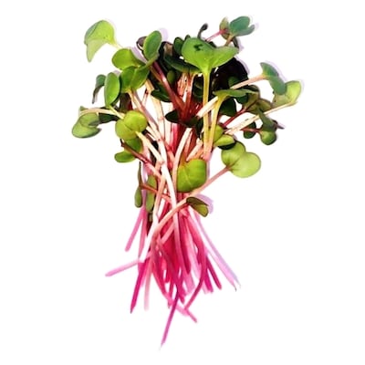 Microgreen Raddish 50G