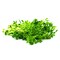 Microgreens Pea Shoots 50G