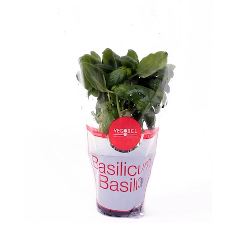 Basil Pot