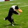 For Pet Frisbee Toy - 17 cm (Mixed Colors)