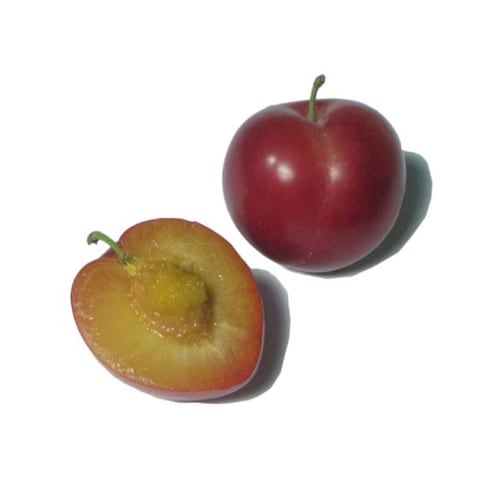 Sweet Cherry Plum