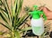 ABBASALI Indoor Watering Can Gardening Watering Cans Household Large Watering Tools Large Capacity Long Mouth Spray Bottle 5 Liters Watering Cans (Size : 10L) &amp; 2 Liter Garden Sprayer A Combo Pack