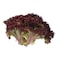 Red Lollo  Lettuce Pack