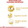 Royal Canin Fbn Siamese Adult 2 Kg Feline Breed Nutrition Cat Food, Siamese Adult Cat Dry Food