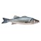 Fresh Sea Bass Fish 500 - 600g