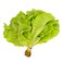 Aquaponic Lettuce Butterhead 1pc