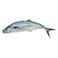 Fresh Whole King Fish