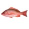 Red Snapper Fish