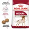 Size Health Nutrition Medium Adult 15 KG