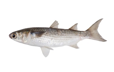 سمك بوري ، حجم صغير ، 4-5 قطع / كيلو جرام